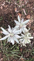 Salvia apiana