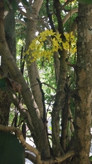 Cassia fistula