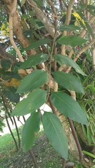 Cassia fistula