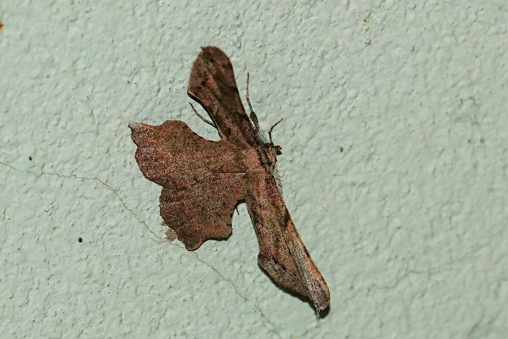 Xenimpia conformis