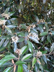 Miconia cinerascens