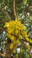 Cassia fistula