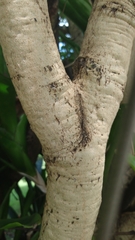 Cassia fistula