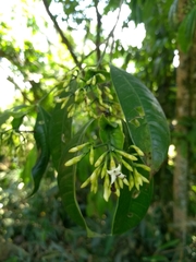 Faramea montevidensis