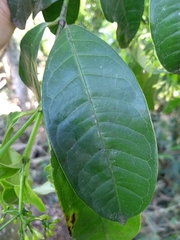 Faramea montevidensis