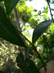 Faramea montevidensis