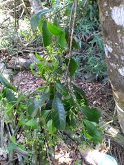 Faramea montevidensis