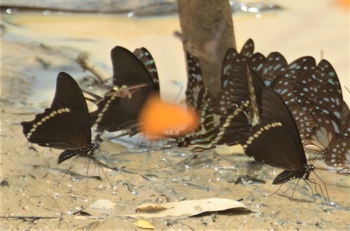 Papilio nireus nireus