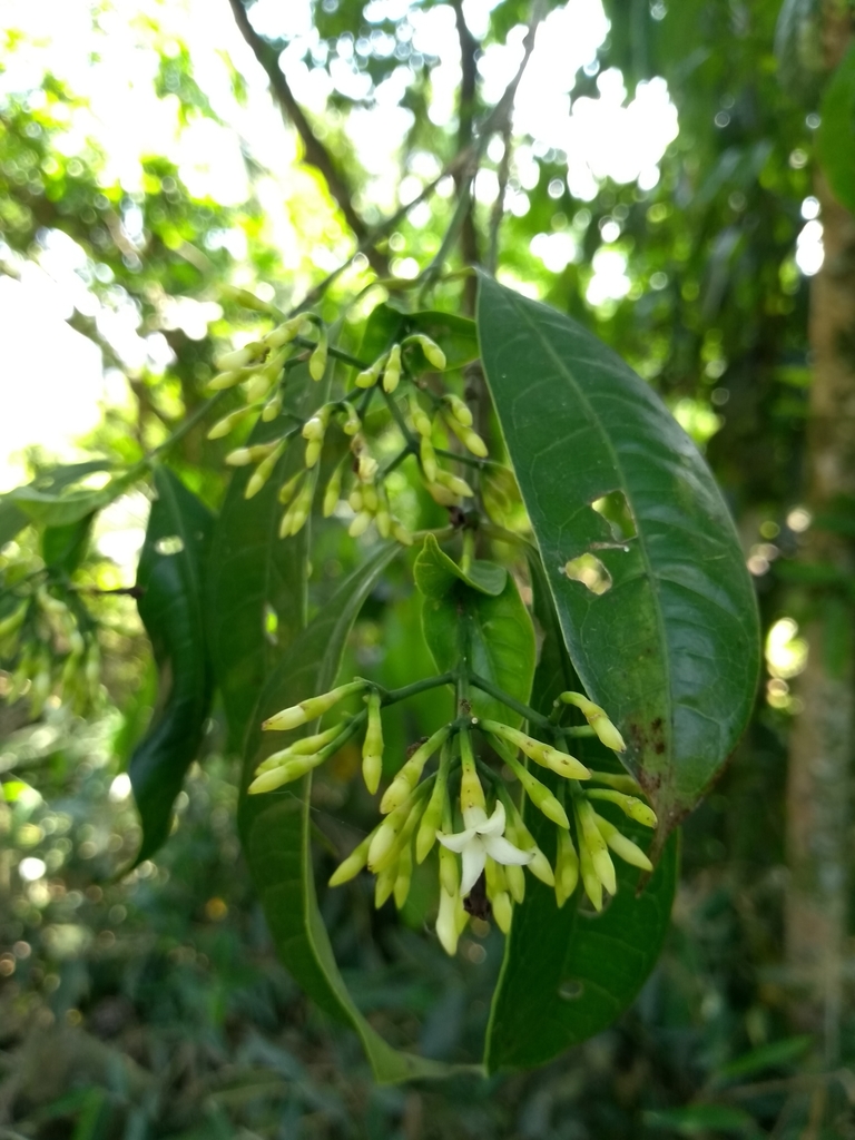 Faramea montevidensis
