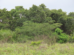 Voacanga thouarsii