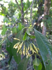 Faramea montevidensis