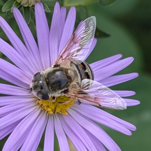 Unknown species found near Winfield, KS, USA