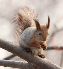 Sciurus vulgaris