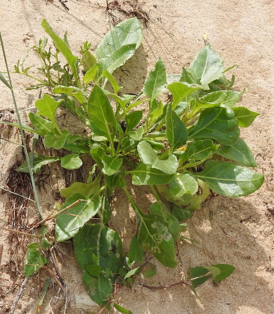 Beta vulgaris