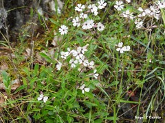 Silene ciliata