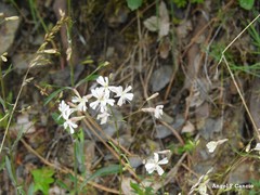 Silene ciliata