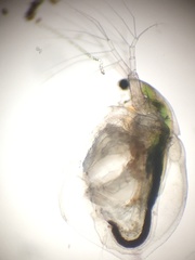 Simocephalus mixtus