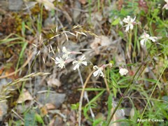Silene ciliata