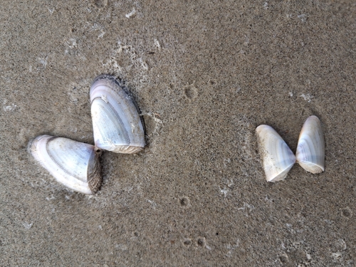 Donax hanleyanus