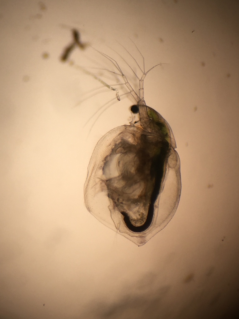 water flea