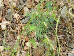 Vicia lutea