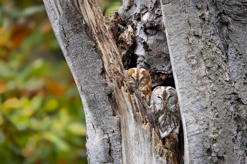 View observation of {o.common_name} on iNaturalist