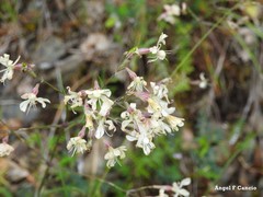 Silene mellifera