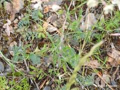 Vicia lutea