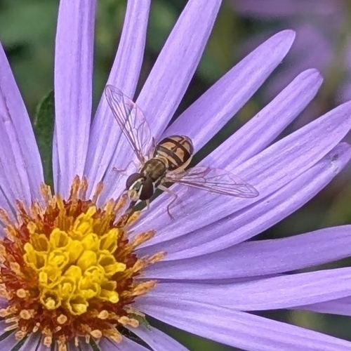 Unknown species found near Winfield, KS, USA