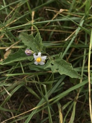 Solanum carolinense