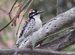 Nuttall's Woodpecker photo 2