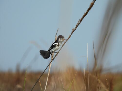 Cock-tailed Tyrant (Alectrurus tricolor)