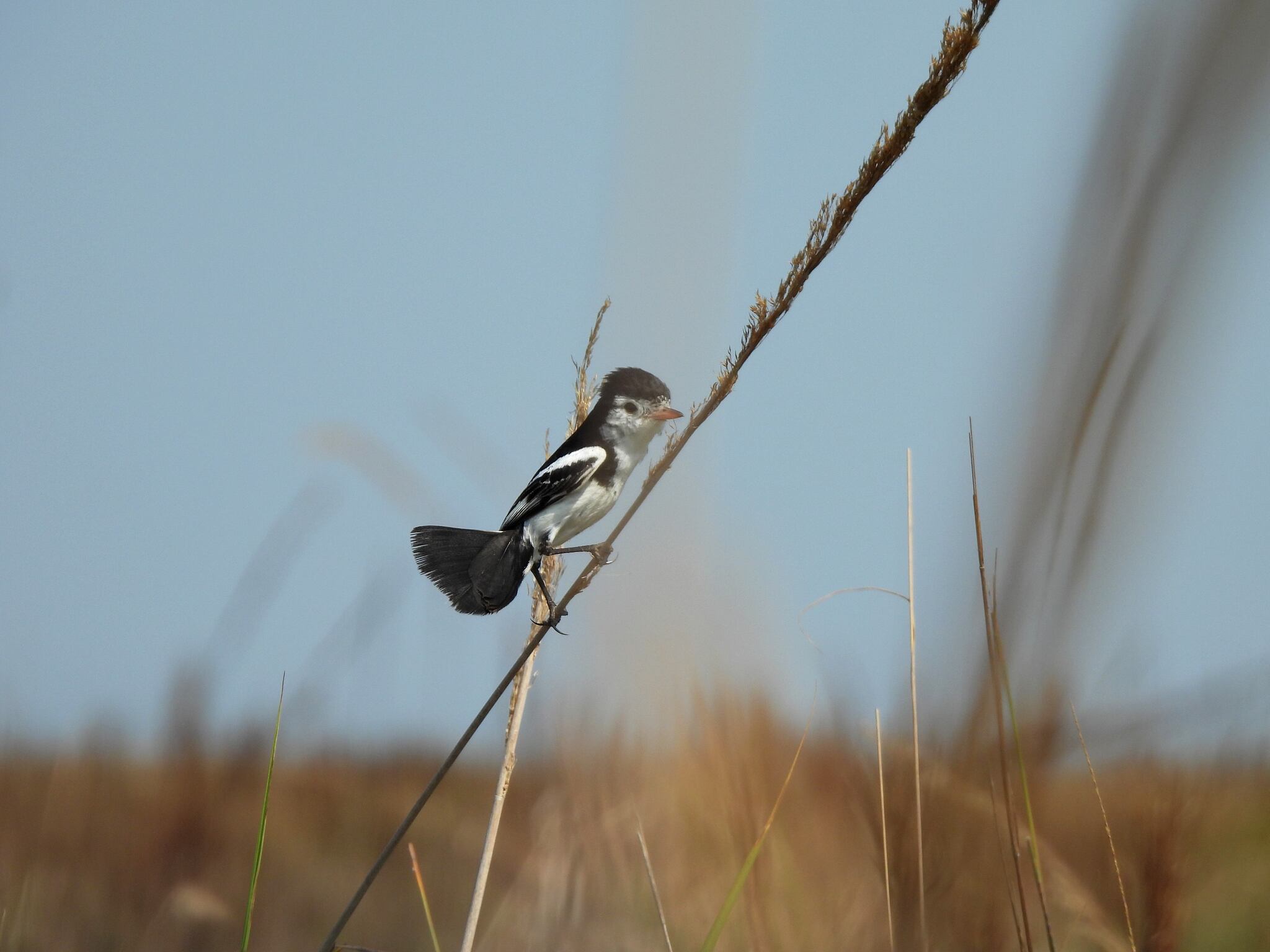 Cock-tailed Tyrant (Alectrurus tricolor), photo 1