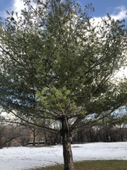Pinus