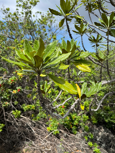 Pittosporum terminalioides observed 2025-10-08