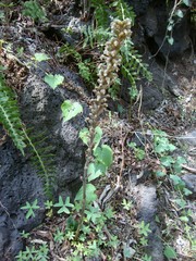 Sarcoglottis schaffneri