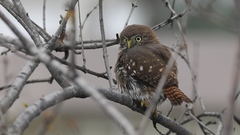 Glaucidium brasilianum