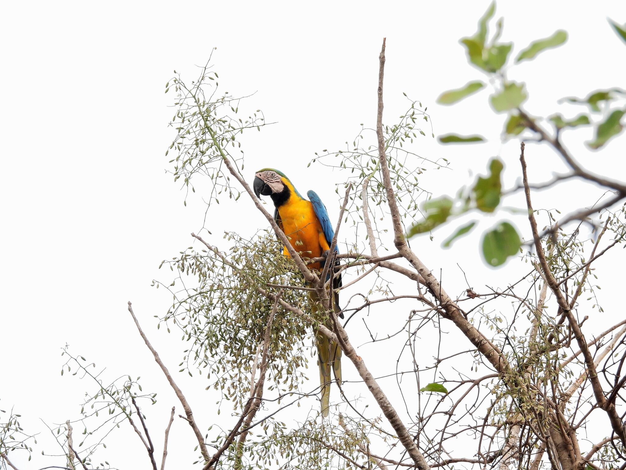 Blue-and-yellow Macaw