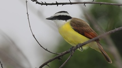 Pitangus sulphuratus