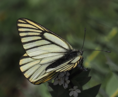 Oberthür's Black-veined White