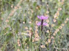Crupina crupinastrum