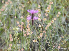 Crupina crupinastrum