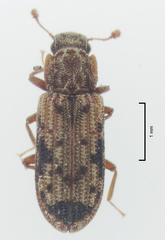 Bitoma vicina