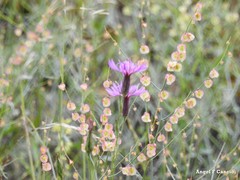 Crupina crupinastrum