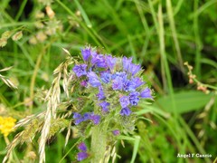 Dactylis glomerata hispanica