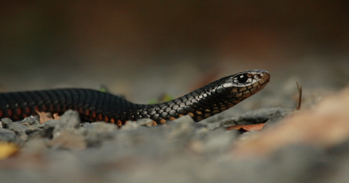 Red-bellied Black Snake sighting