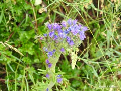 Dactylis glomerata hispanica