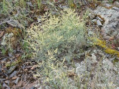 Rumex induratus