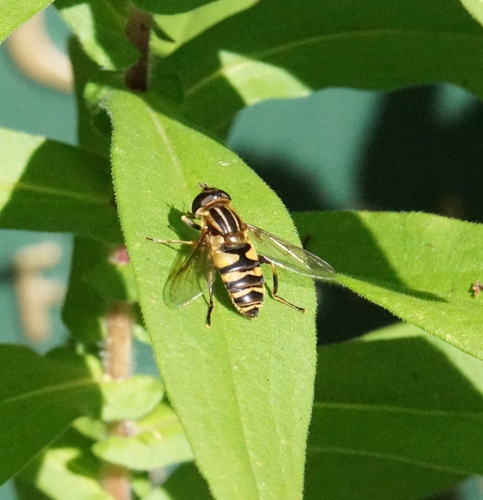 Unknown species found near Cambridge Highlands, Cambridge, MA, USA