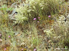 Rumex induratus